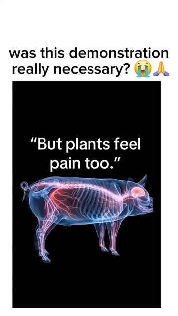 #funnyspotlight#funny#memes