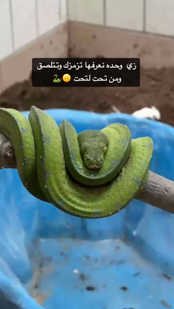 DRA. ALAA BENÑOUR✨