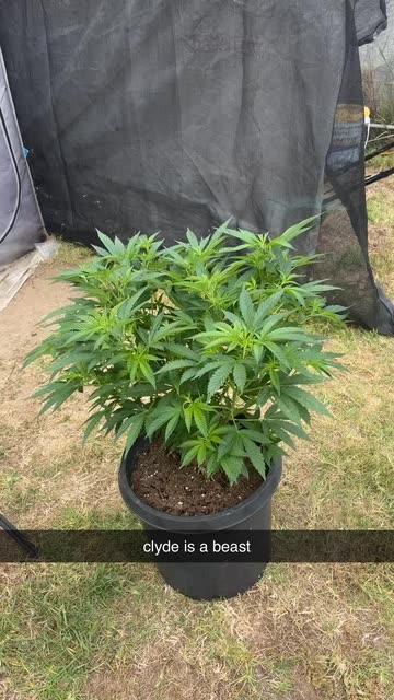 ist mein olivenbaum tot Knstlicher Olivenbaum 180 cm  Easyplants Deutschland