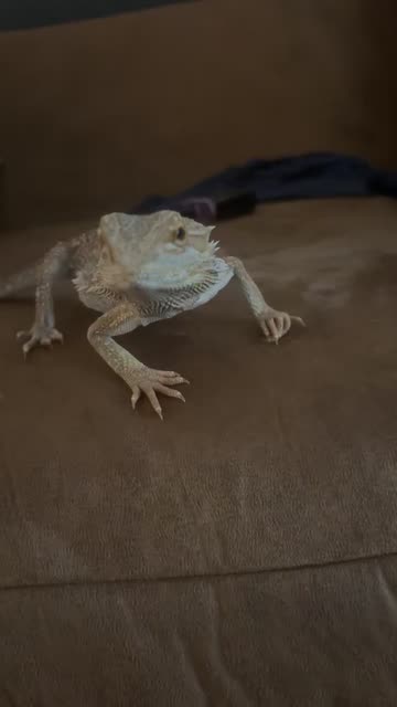 Best Pet Lizards For Beginners Videos