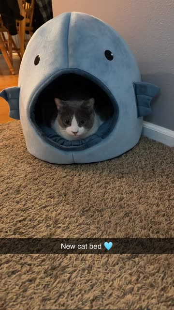Kitty Pool Ideas Videos