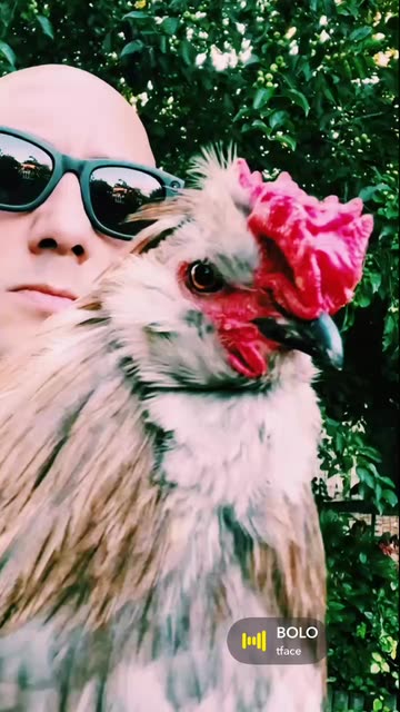 Chicken Filter Effect Videos