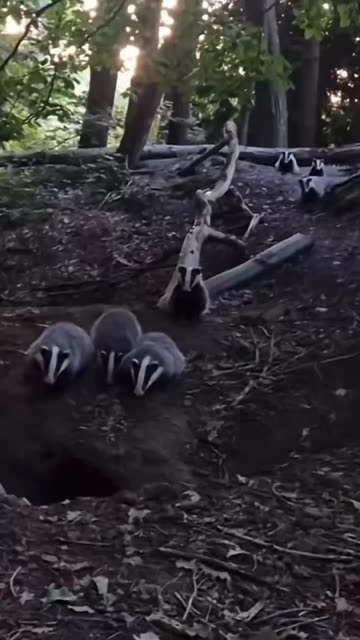 Raccoons Playing Cards Videos