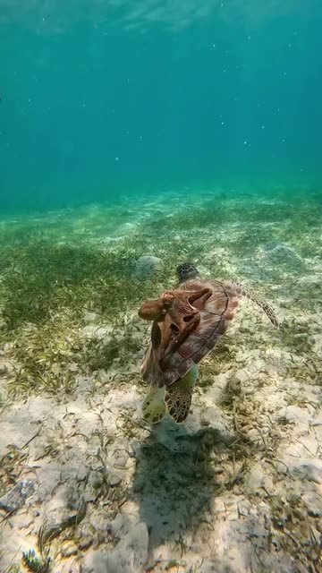 All Things Marine Life