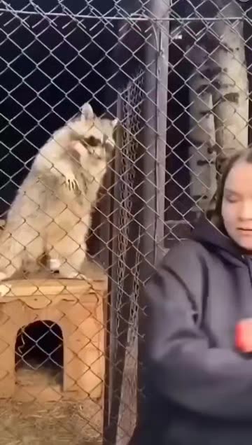 Raccoon Dancing Videos