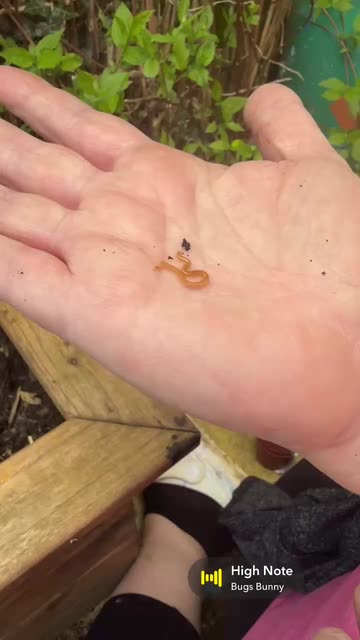 Worm Identification Guide Videos