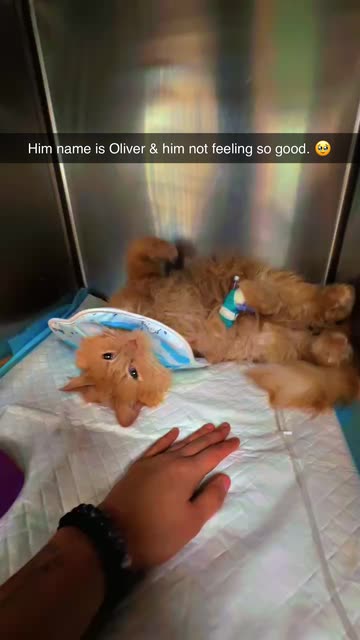 Cat Recovery Timeline Videos
