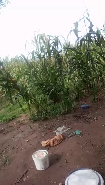Nyimasayou Sumbuno