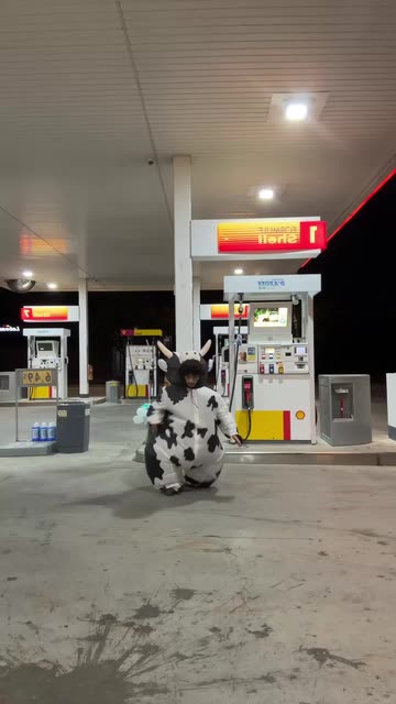 Inflatable Cow Costume Videos