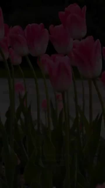 m00nl1ght_muse