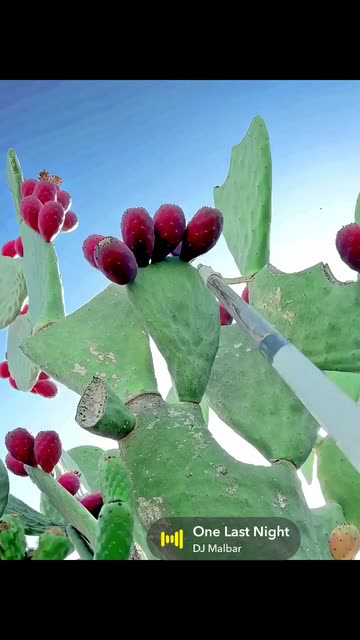 epipremnum aureum plant care Epipremnum aureum, 
