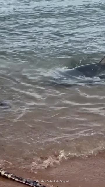 Crazy Creatures