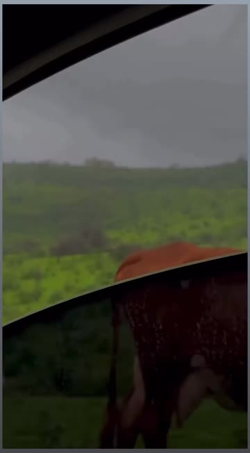 Cows In Rain on Snapchat: Trending Videos & More