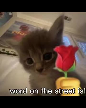 i'm using my rose toy cat Caught Cat Playing with Rose Toy