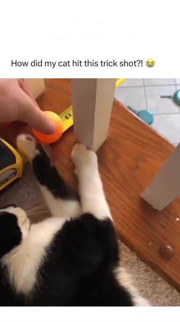 Cat Talent Show Videos