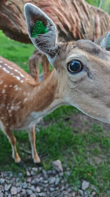 Deer Interview on Snapchat: Trending Videos & More