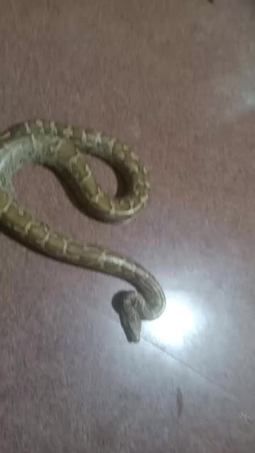 Sagar Thakur