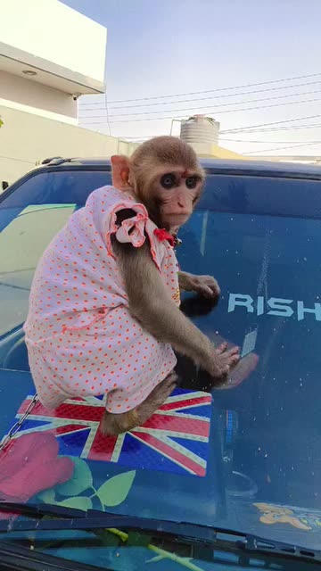 Adorable Monkey in Polka Dot Dress Climbs Car