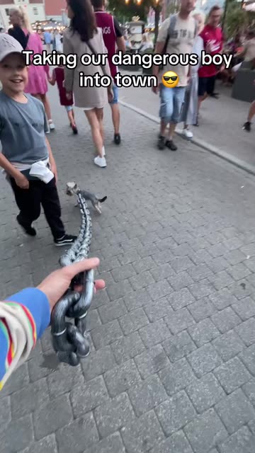 Dog Life