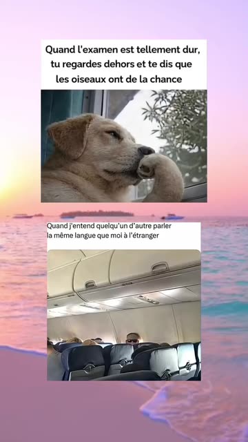 Dailymeme