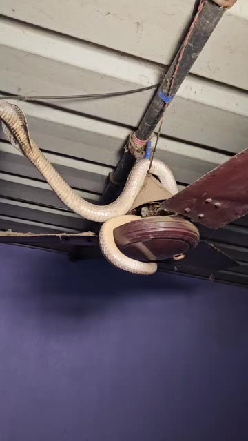 Sujay Snake Saver