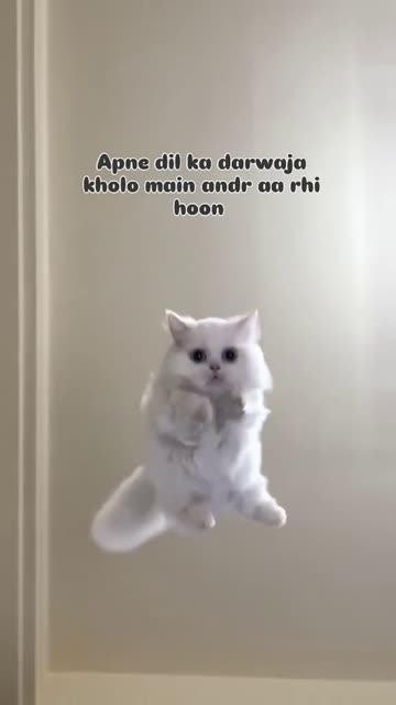 Cat Sound Videos