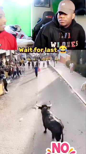 Bull Chase Videos