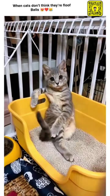 Human Litter Box Videos