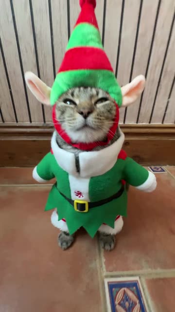 christmas dress for cat Red Cat Christmas Dress main image 1