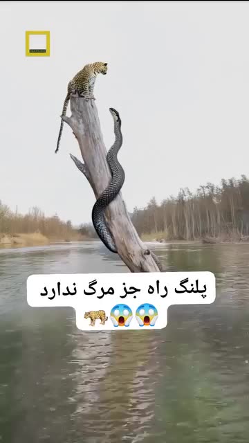 Snapchatter