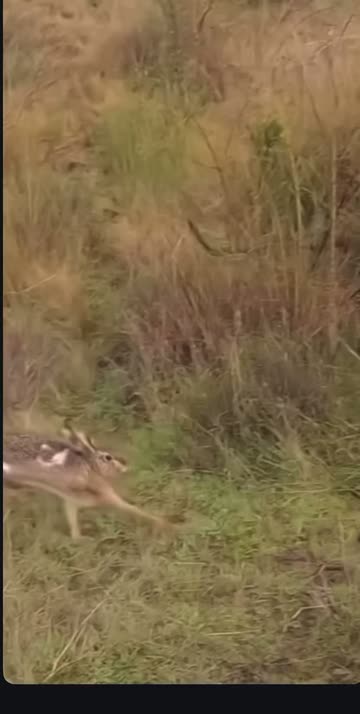Fox Chasing Rabbit Videos