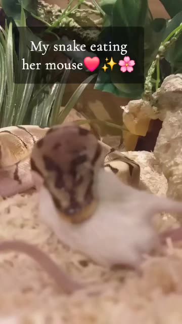 Snapchatter