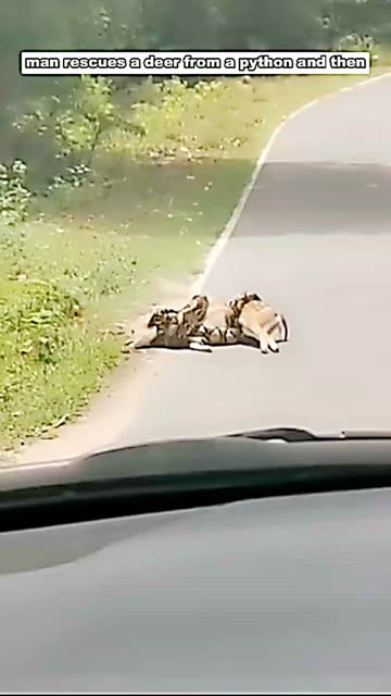 Animalprotector