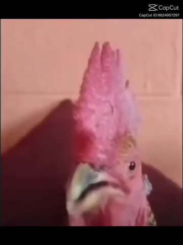Chicken Face Videos
