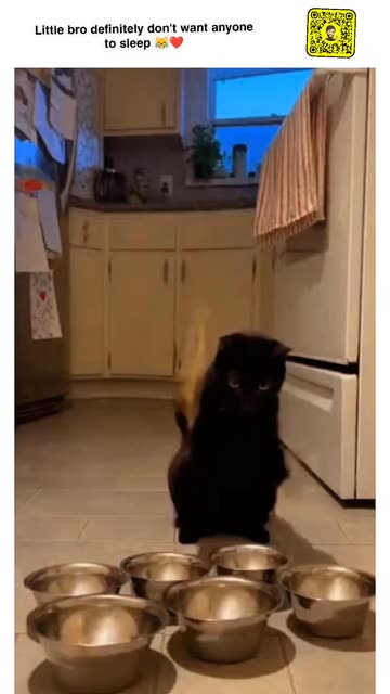 Cat Beatbox Videos
