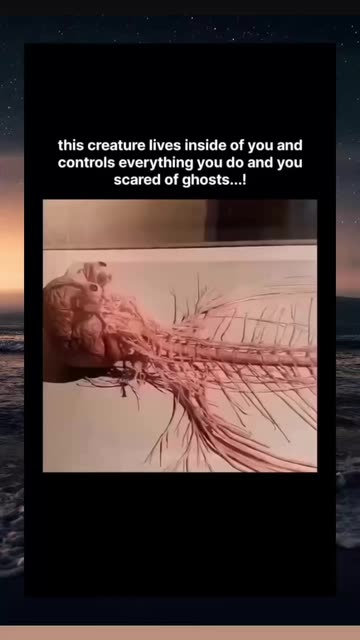 Almost An Expert